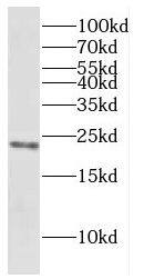 COX7C Antibody - BSA Free