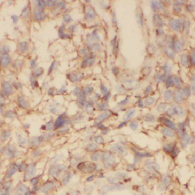 COX7C Antibody - BSA Free