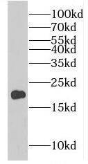eIF4EBP2 Antibody - BSA Free