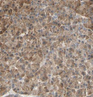 ERO1LB Antibody - BSA Free