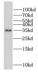 FAM105A Antibody - BSA Free