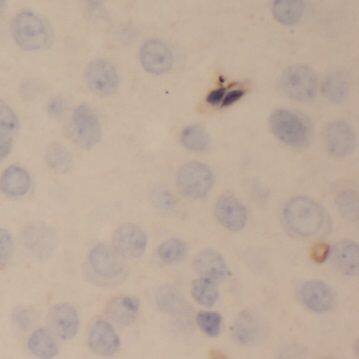 Neuropeptide B Antibody - BSA Free