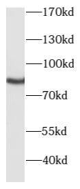 PKC gamma Antibody - BSA Free