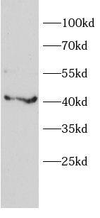 alpha 1B-Glycoprotein Antibody - BSA Free
