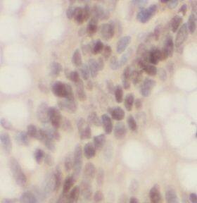 OCT1 Antibody - BSA Free