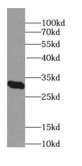 MARCH5 Antibody - BSA Free