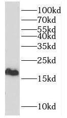 HIST1H2BD Antibody - BSA Free