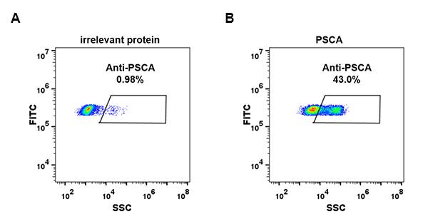 PSCA Antibody (DM87)