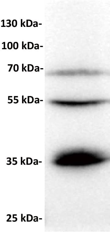 BTN3A1 Antibody (DM94)