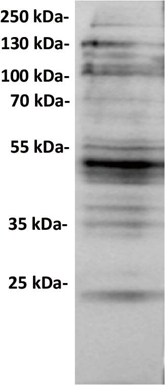 CXADR Antibody (DMC687) - Chimeric