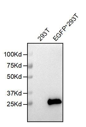 eGFP Antibody (5F3)