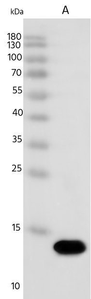 Dengue Virus 1 Envelope Antibody - (US/Hawaii/1944) - Azide and BSA Free Dengue Virus 1 Envelope Antibody - (US/Hawaii/1944) - Azide and BSA Free