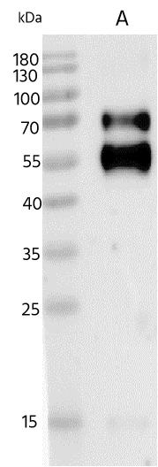Metapneumovirus Fusion Protein Antibody - Azide and BSA Free Metapneumovirus Fusion Protein Antibody - Azide and BSA Free
