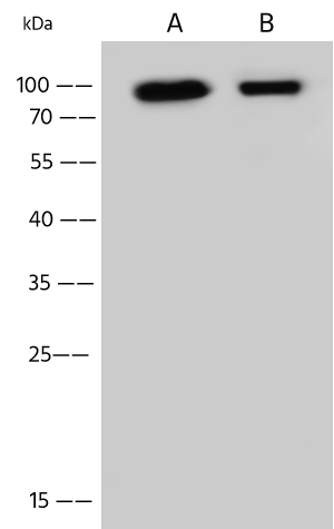 GGA3 Antibody - Azide and BSA Free GGA3 Antibody - Azide and BSA Free