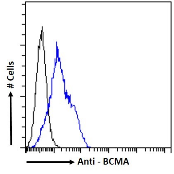 CENPE Antibody (CA8) - Chimeric - BSA Free CENPE Antibody (CA8) - Chimeric - BSA Free