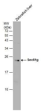 SEC61G Antibody