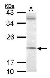 SEC61G Antibody