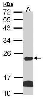 Claudin-14 Antibody