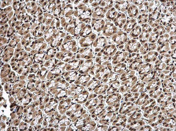 Histone H1.3 Antibody