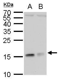 RPL37 Antibody
