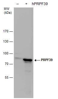 PRPF39 Antibody