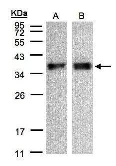 ZPBP Antibody