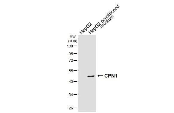 CPN1 Antibody