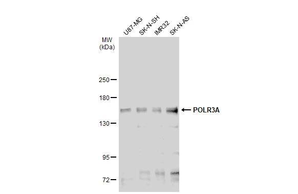 POLR3A Antibody