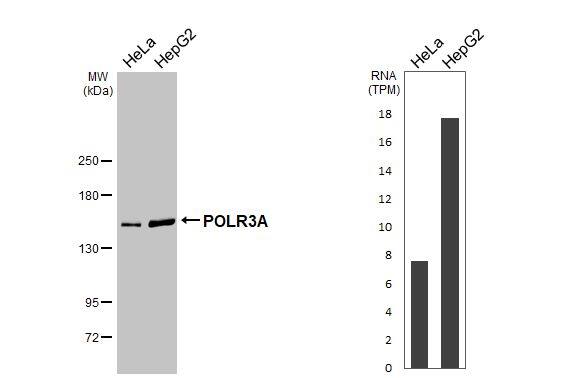 POLR3A Antibody