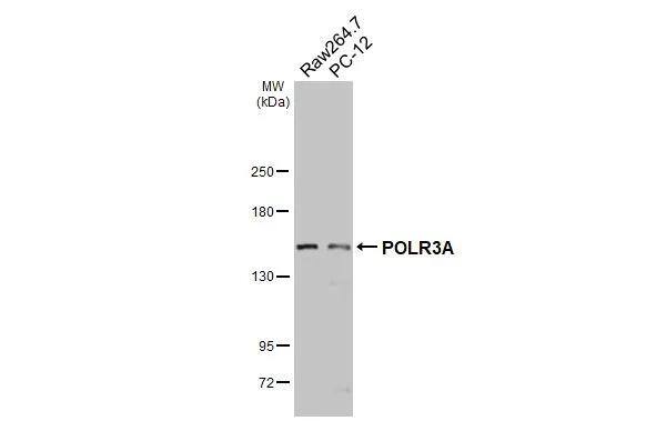 POLR3A Antibody