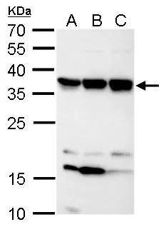 C11orf54 Antibody