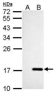 NME4 Antibody