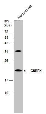 GNRPX Antibody