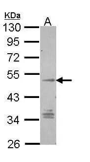 GPR137B Antibody