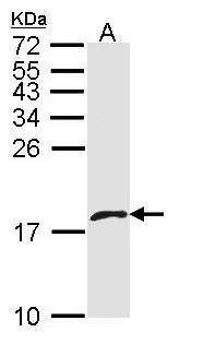 CXCL4L1 Antibody