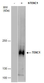 TENC1 Antibody
