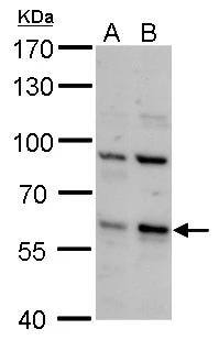 PCTAIRE2 Antibody