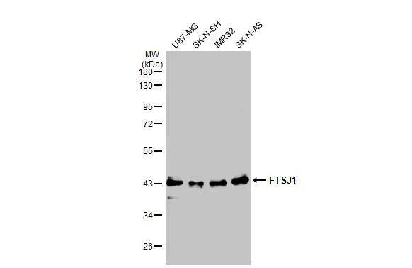 FTSJ1 Antibody