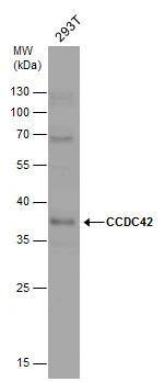 CCDC42 Antibody