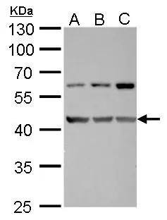 FAM46C Antibody