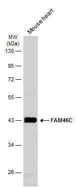 FAM46C Antibody