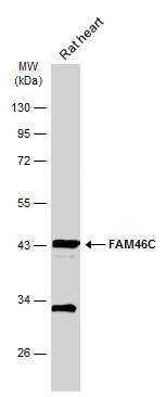 FAM46C Antibody