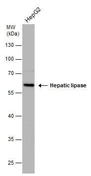 LIPC Antibody