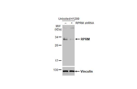 RPRM Antibody