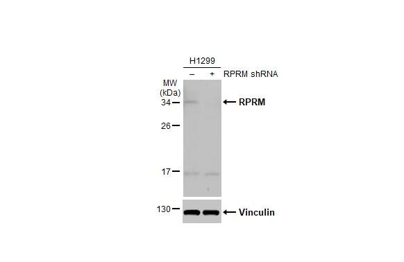 RPRM Antibody