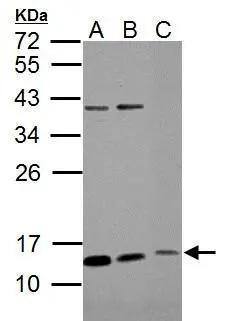 ROPN1B Antibody