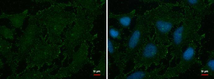 AOC2 Antibody