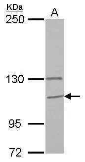 GANC Antibody