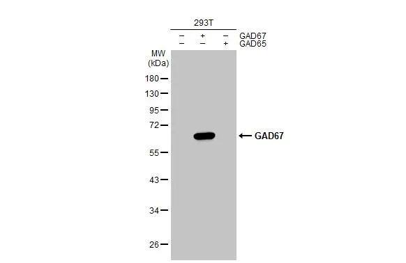 GAD1/GAD67 Antibody