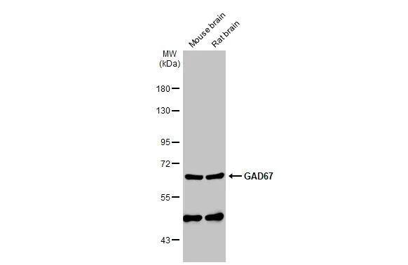 GAD1/GAD67 Antibody